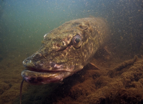 Pike