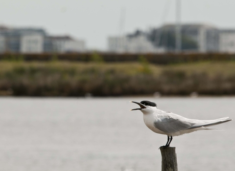 Sandwich Tern