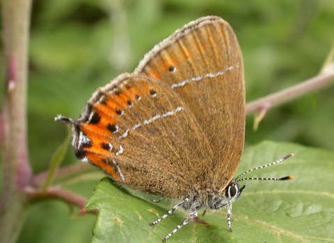 Black hairstreak butterfly