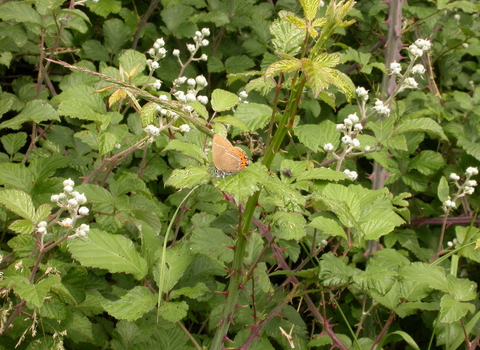 Black Hairstreak butterfly