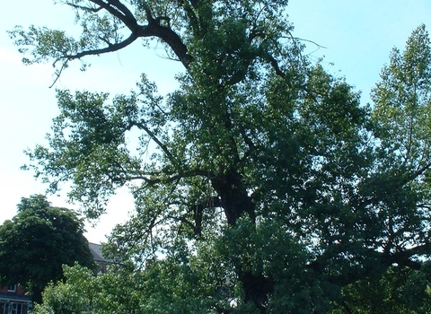 Black Poplar