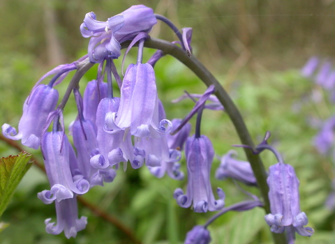 Bluebell