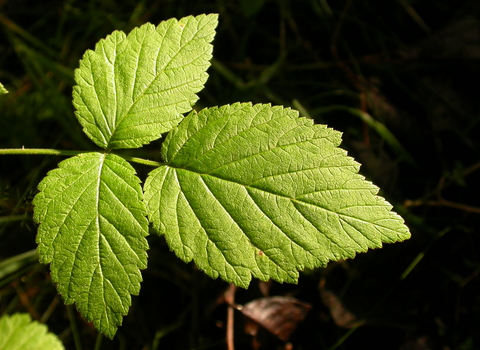 Bramble