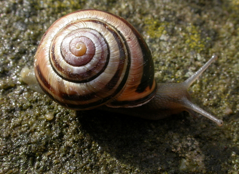 Brown-lipped Snail