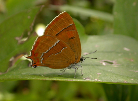 Brown hairstreak butterfly