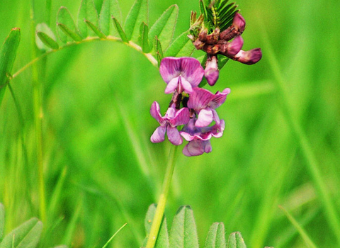 Bush Vetch