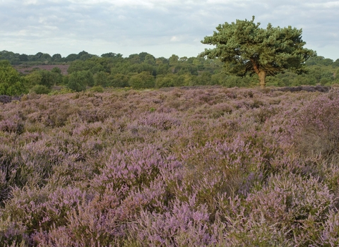 Heather (Calluna vulgaris)