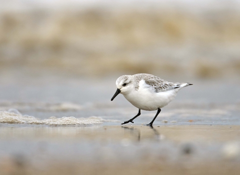 Sanderling