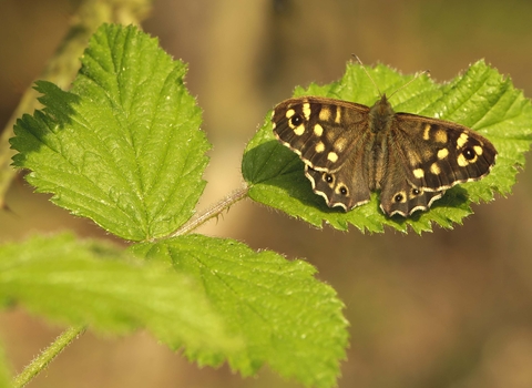Speckled Wood