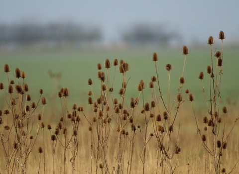 Teasel