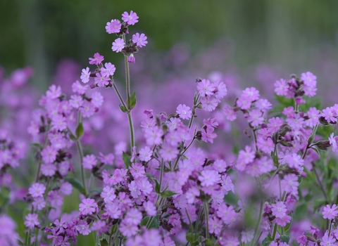 Red Campion