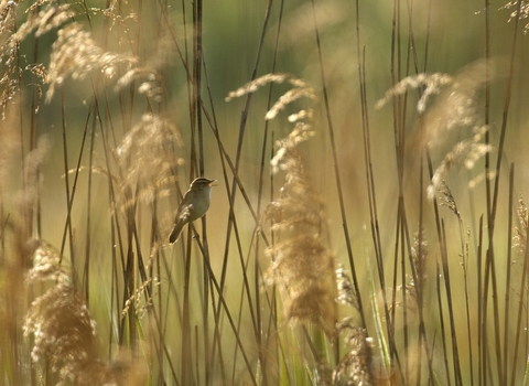 Sedge Warbler in Common Reed