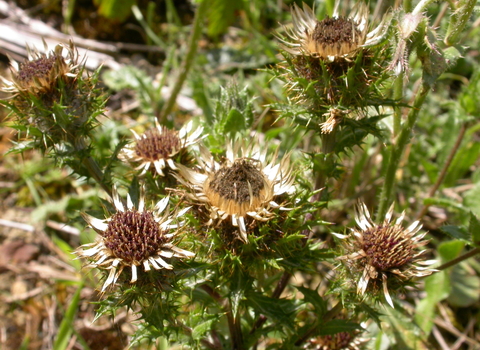Carline Thistle