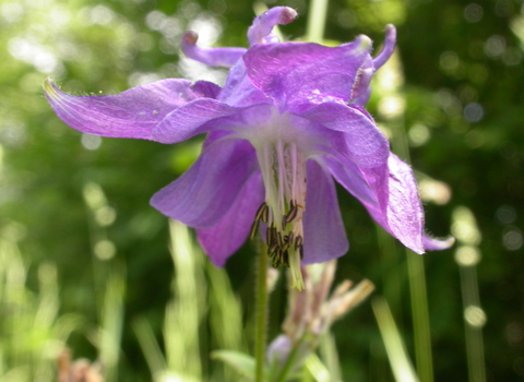 Common Columbine