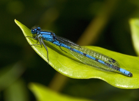 Common Blue Damselfly
