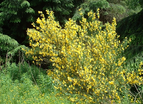 Broom