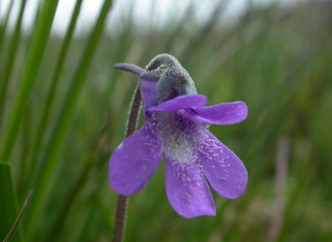 Common Butterwort