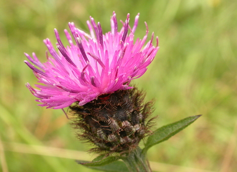 Common Knapweed