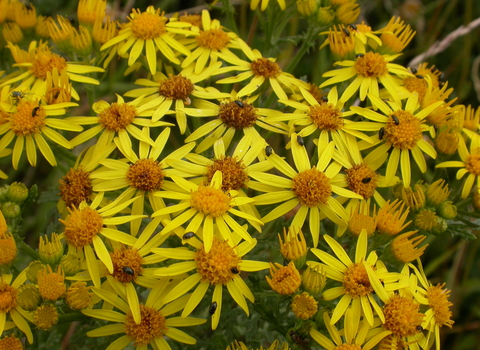 Common Ragwort