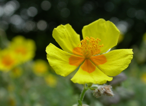 Common Rock-rose