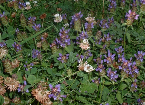 Selfheal