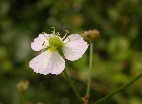 Water-plantain