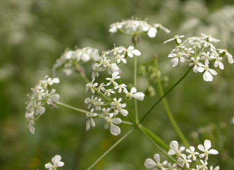 Cow Parsley
