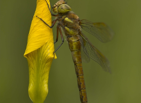 Norfolk Hawker