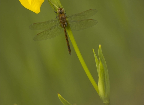 Norfolk Hawker