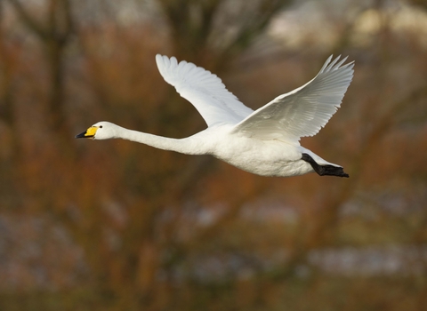 Whooper Swan