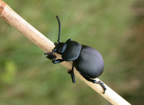 Bloody-nosed Beetle