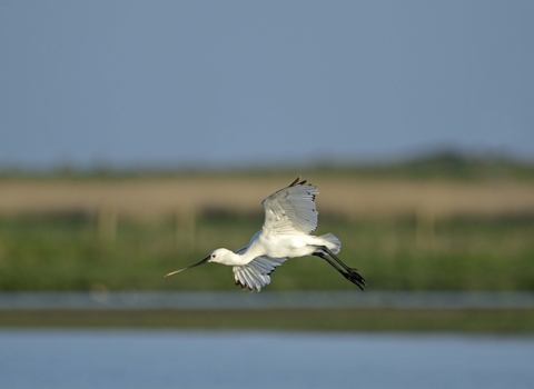 Spoonbill in flight