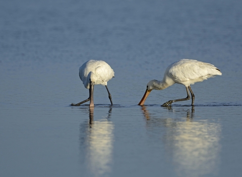 Spoonbills feeding
