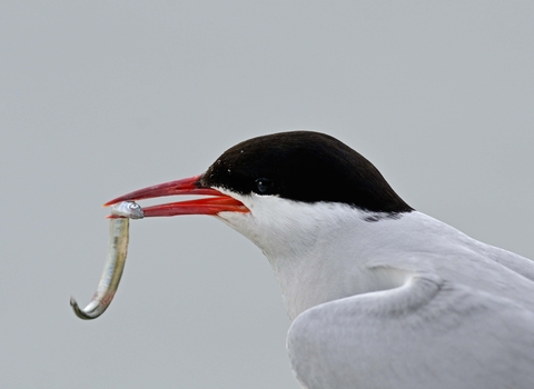 Arctic Tern