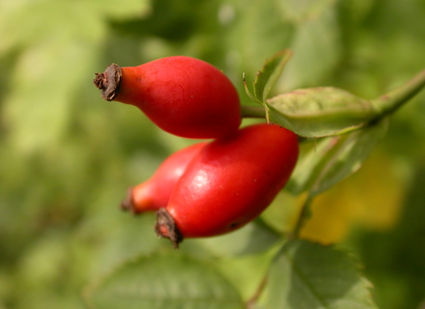 Dog-rose