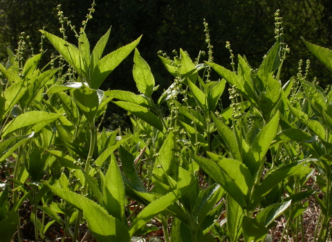 Dog's Mercury
