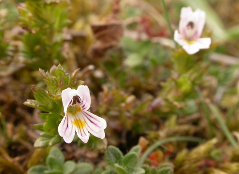 Eyebright