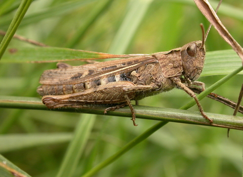Common Field Grasshopper