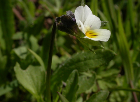 Field Pansy