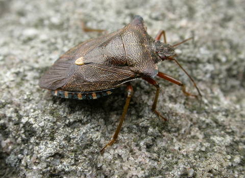 Forest Bug