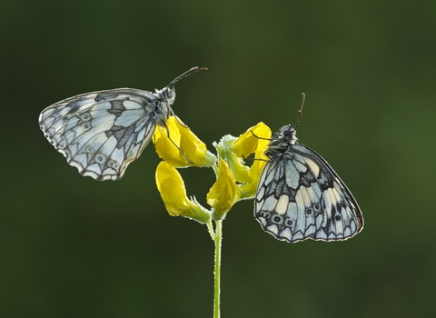 Marbled White