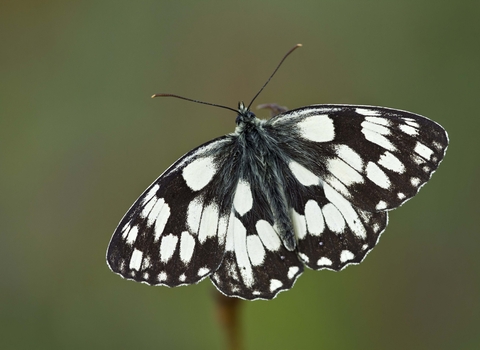 Marbled White