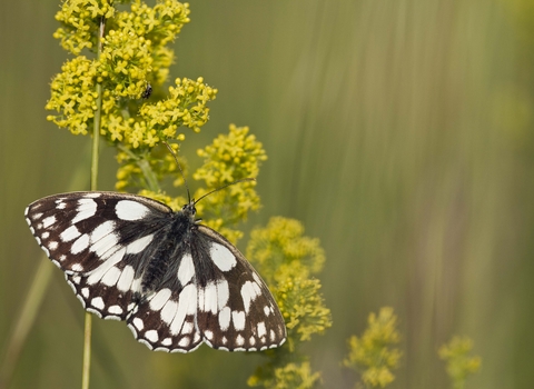 Marbled White