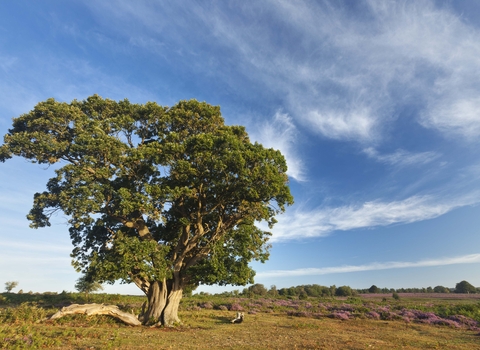 English Oak