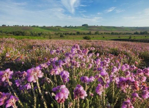 Cross-leaved Heath