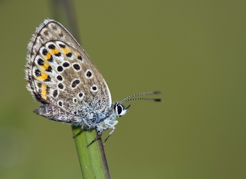 Silver-studded Blue butterfly