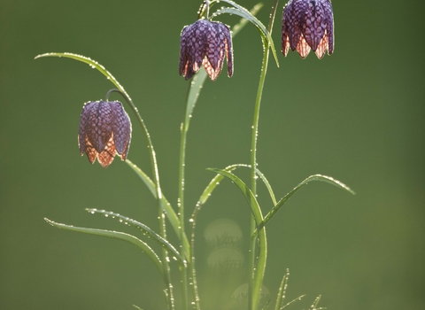 Snake's-head Fritillary