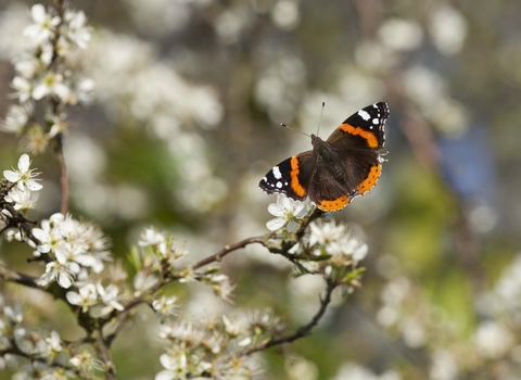 Red Admiral