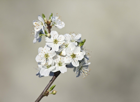 Blackthorn