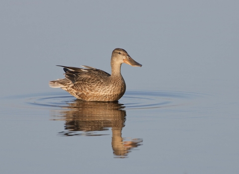 Shoveler